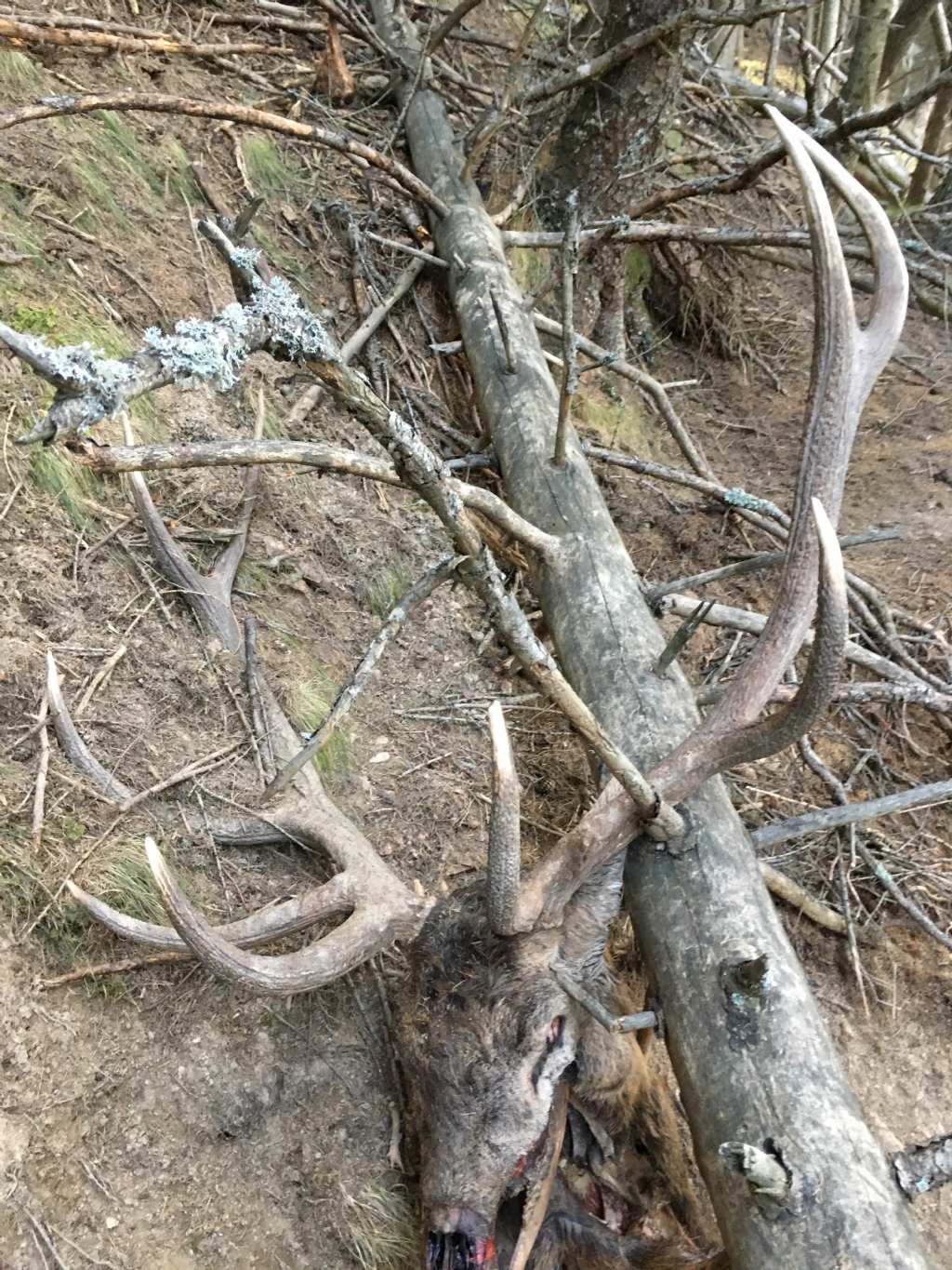 Cervo trovato morto. Cause?