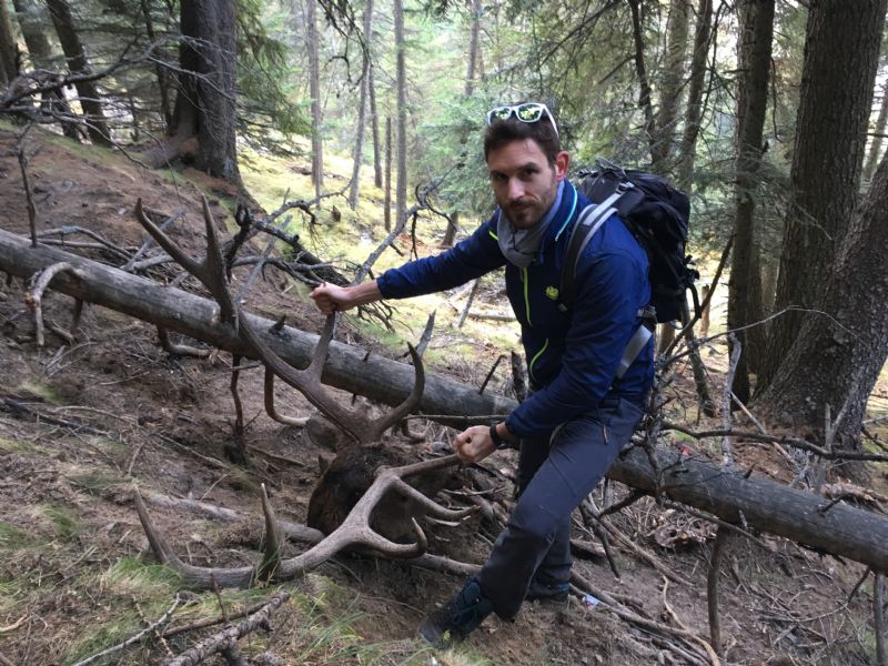 Cervo trovato morto. Cause?