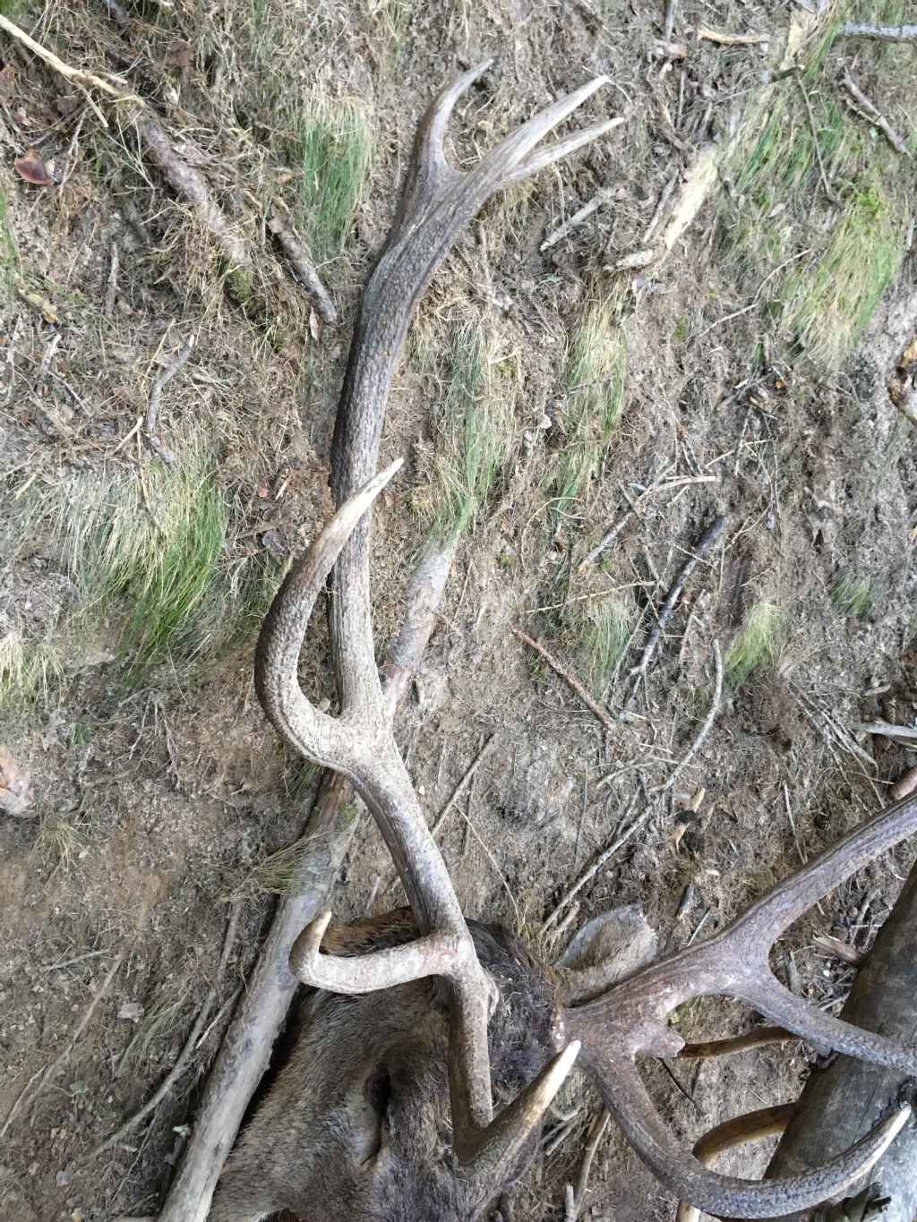 Cervo trovato morto. Cause?