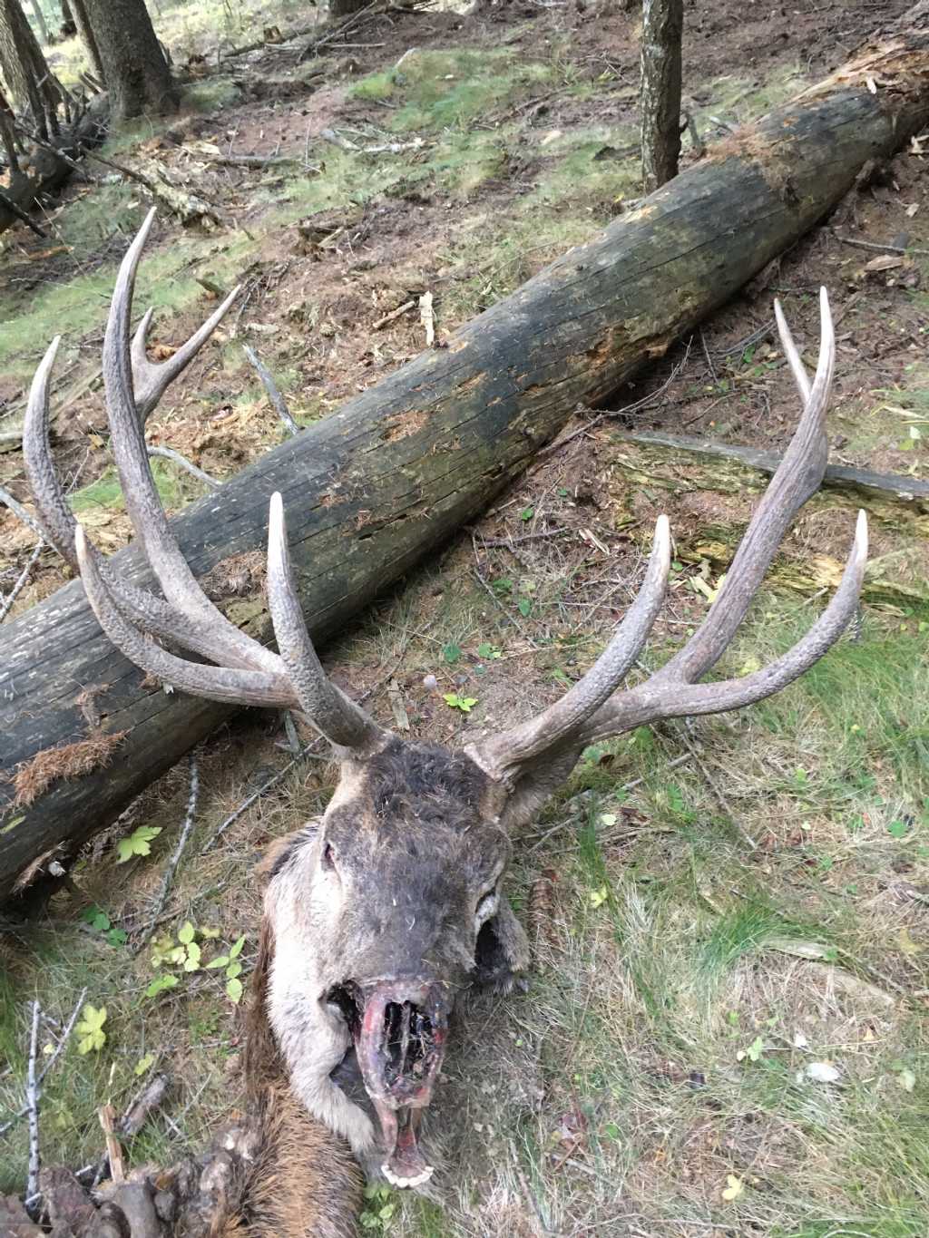 Cervo trovato morto. Cause?