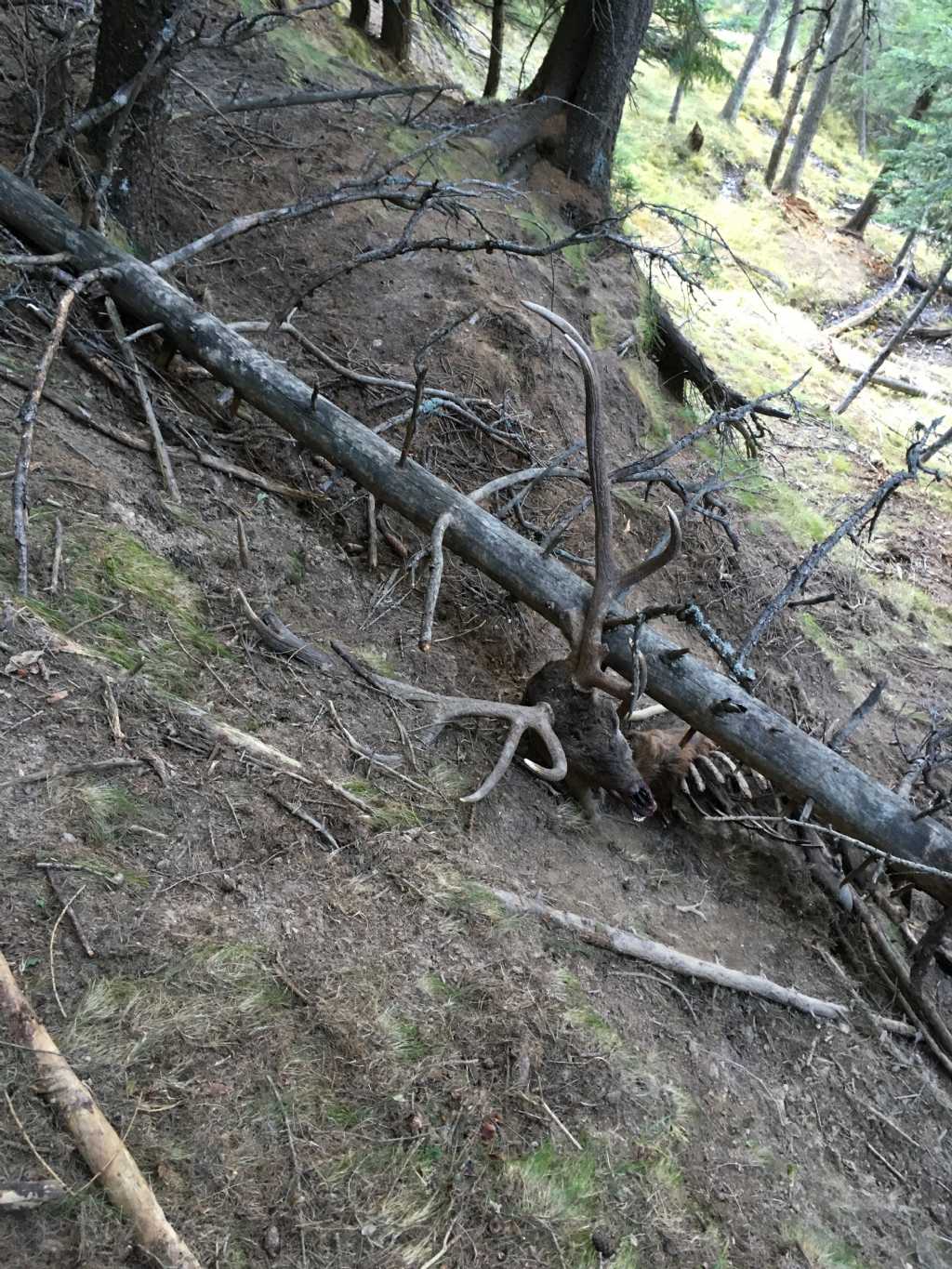 Cervo trovato morto. Cause?