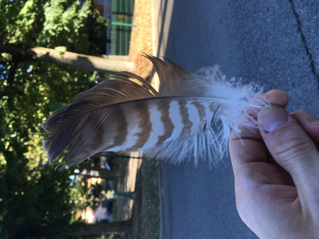 Penna da identificare: allocco?