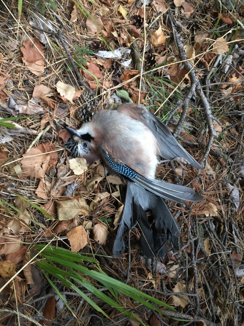 Preparazione cranio di ghiandaia (Garrulus glandarius)