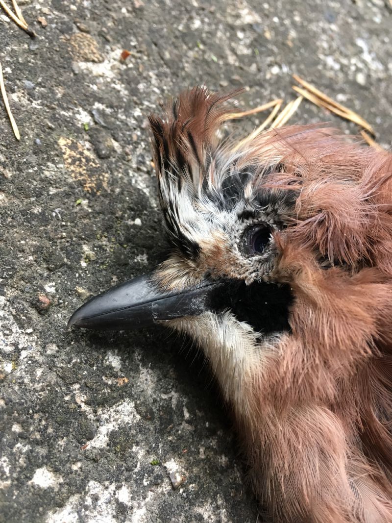 Preparazione cranio di ghiandaia (Garrulus glandarius)