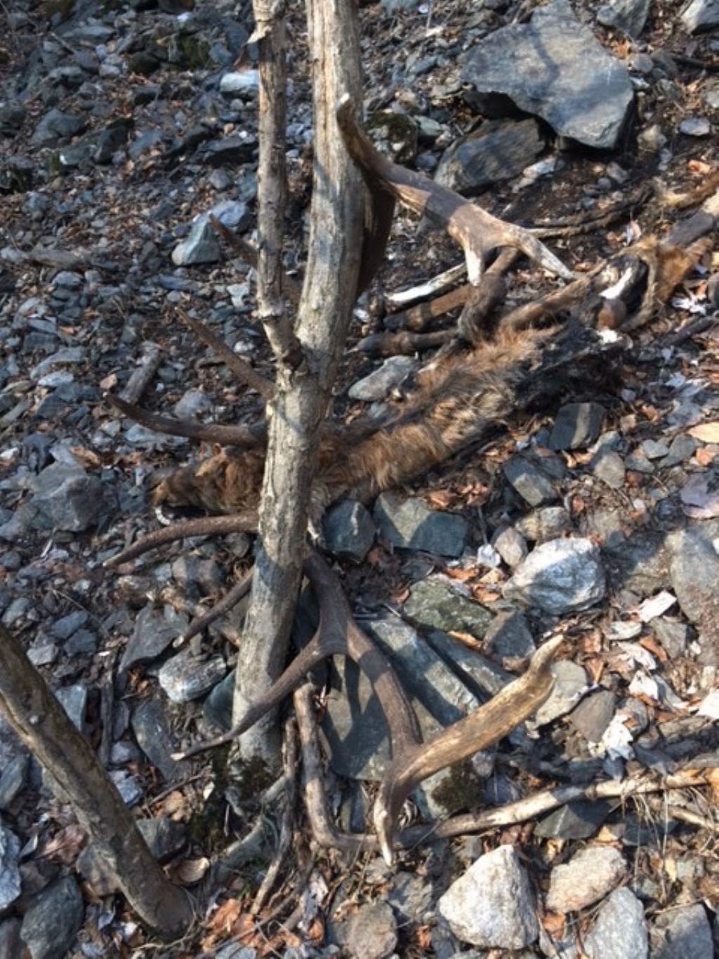 Cervo trovato morto. Cause?