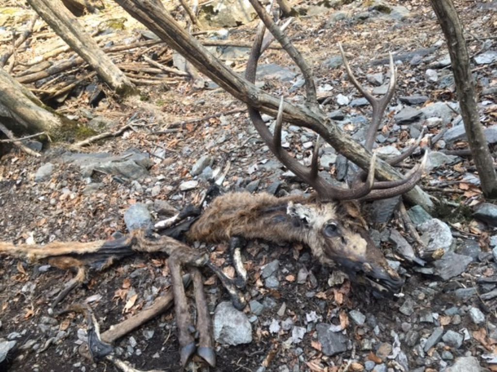 Cervo trovato morto. Cause?