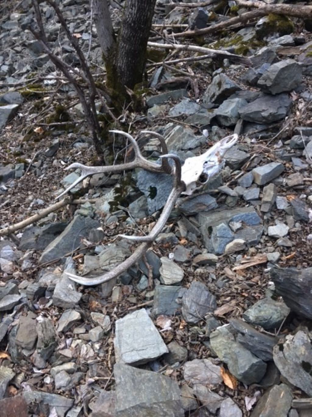 Cervo trovato morto. Cause?