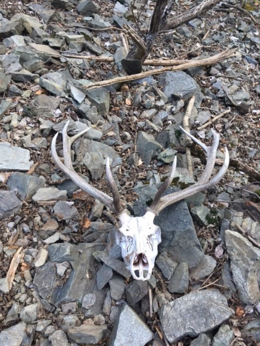 Cervo trovato morto. Cause?