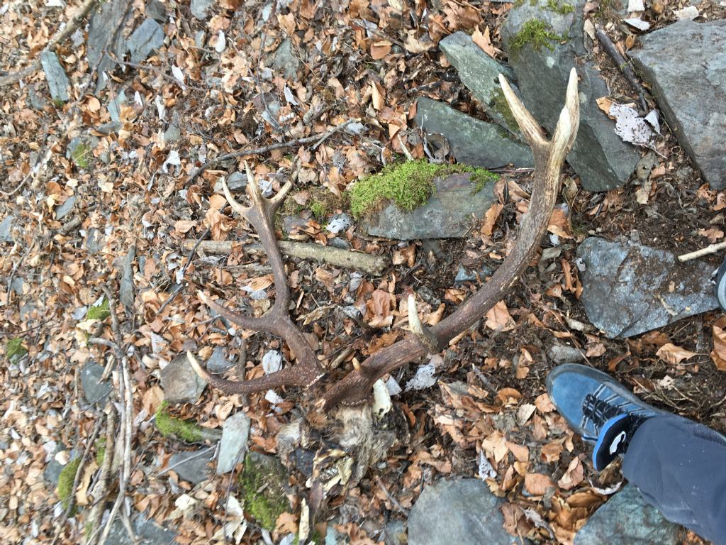 Cervo trovato morto. Cause?