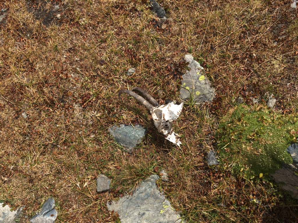 Impronte nella neve: lupo?