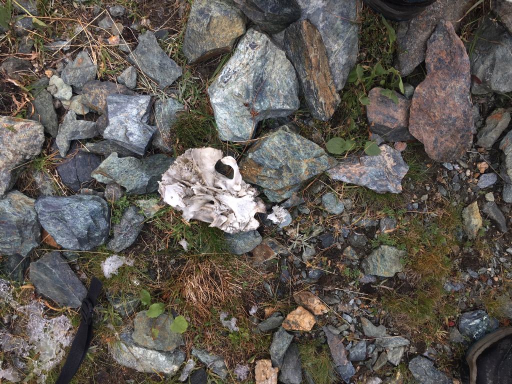 Impronte nella neve: lupo?