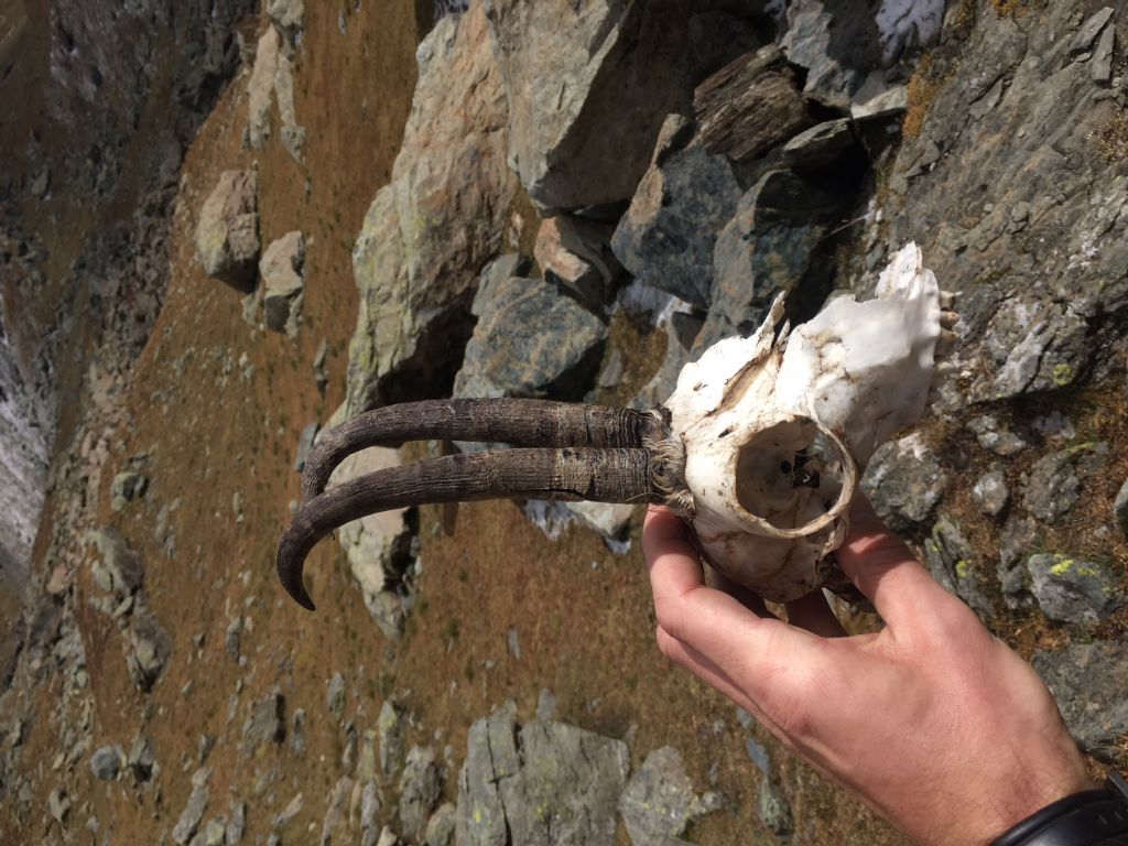 Impronte nella neve: lupo?