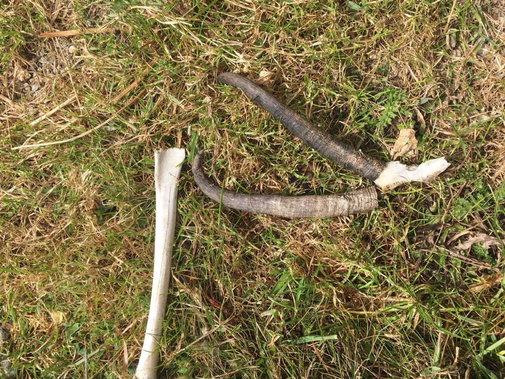 Impronte nella neve: lupo?