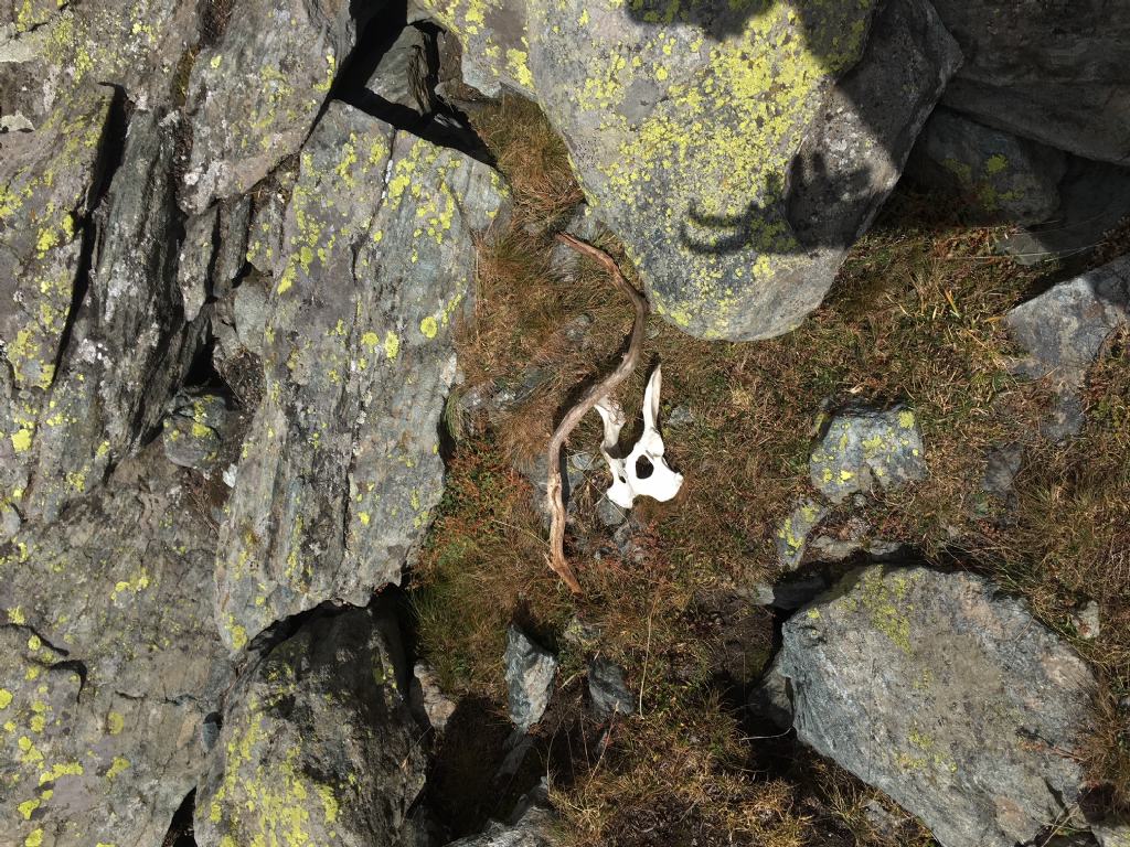 Impronte nella neve: lupo?