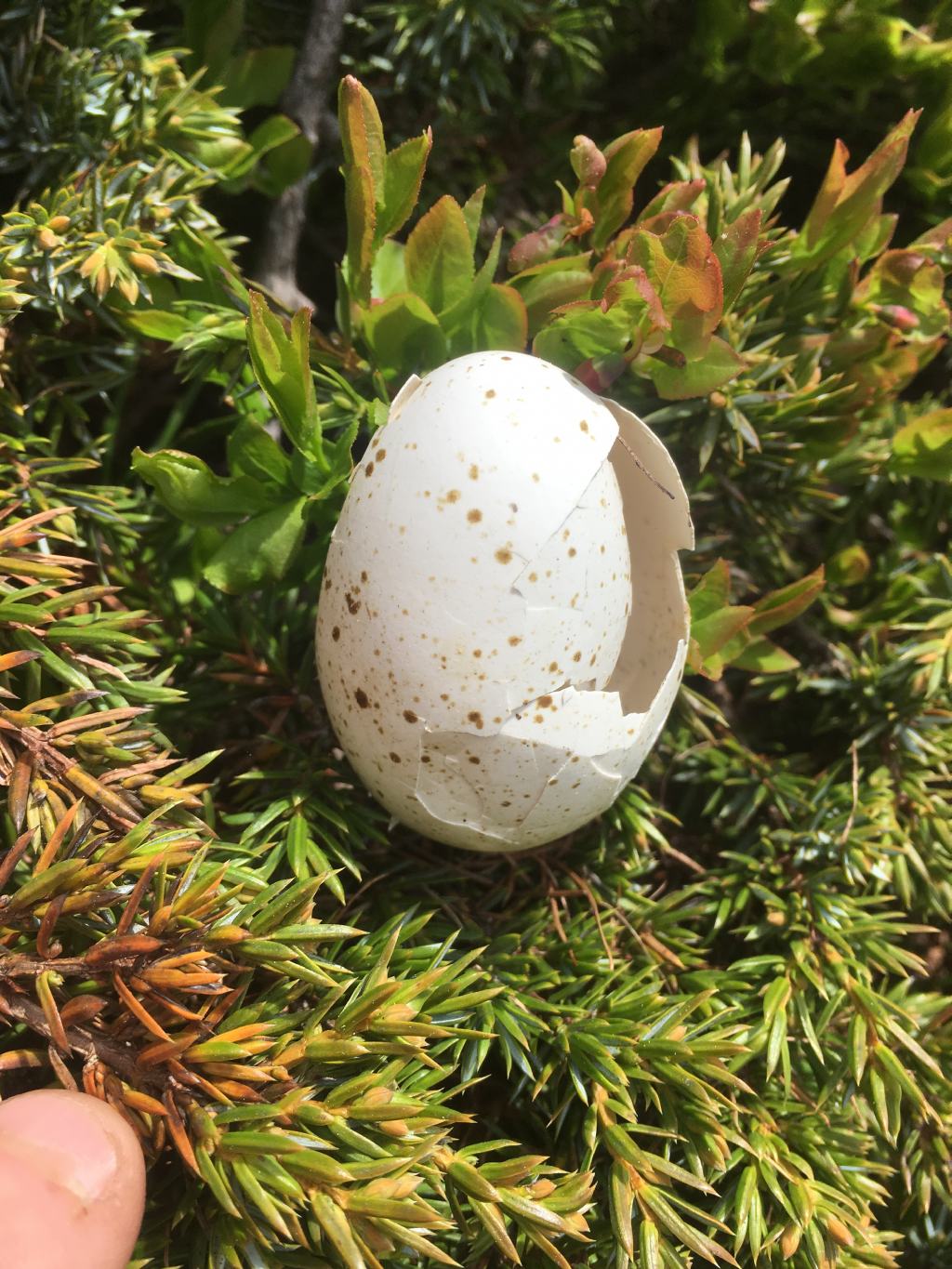 Uovo di Gallo Forcello?