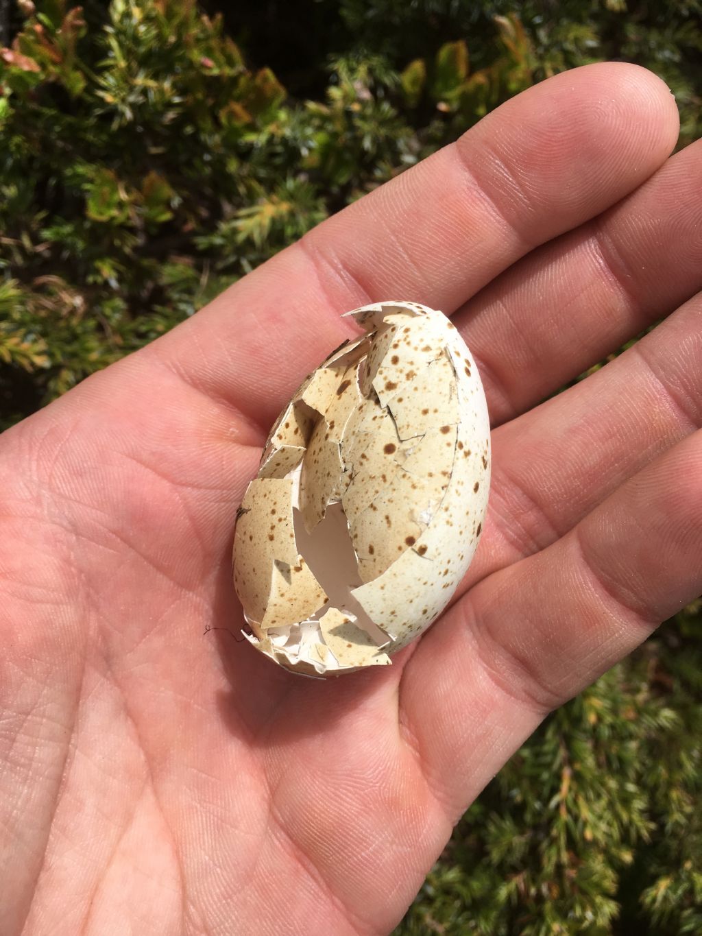 Uovo di Gallo Forcello?