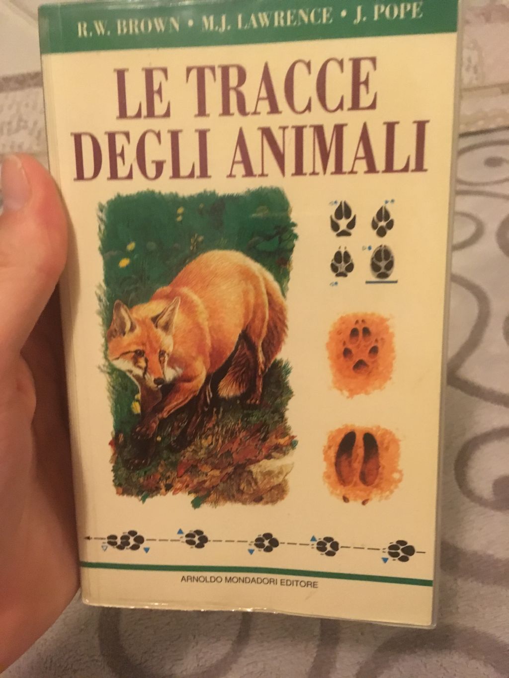 Dilemma cranio mustelide