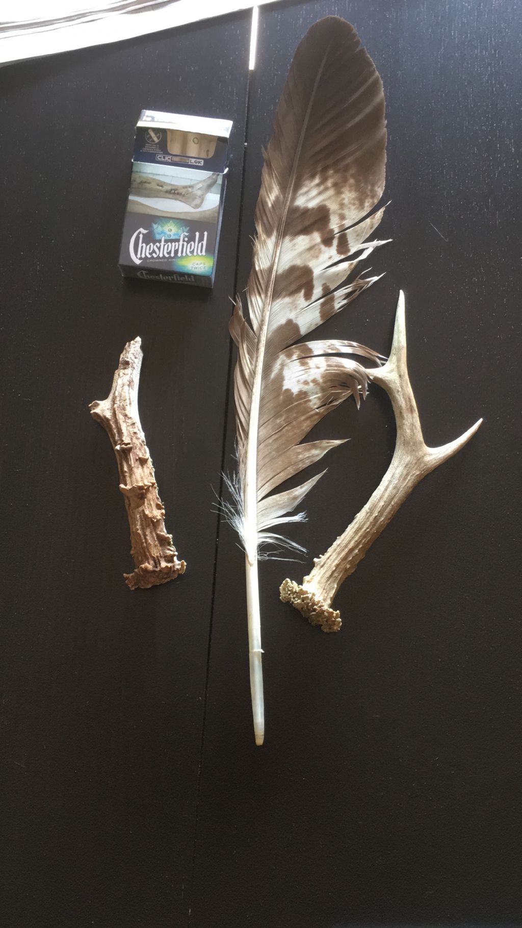 Penna di...? ... di Aquila reale !