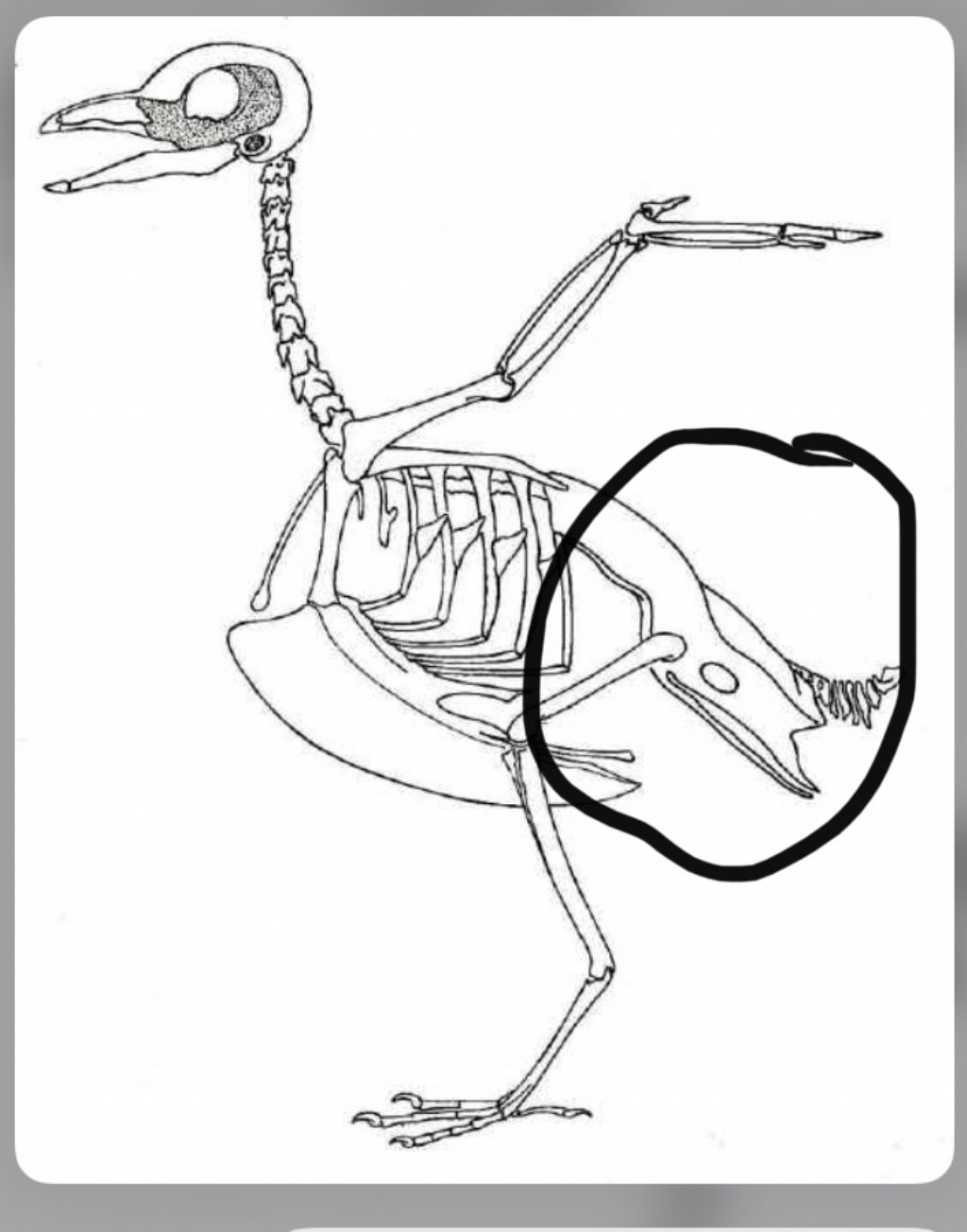 Riconoscimento cranio