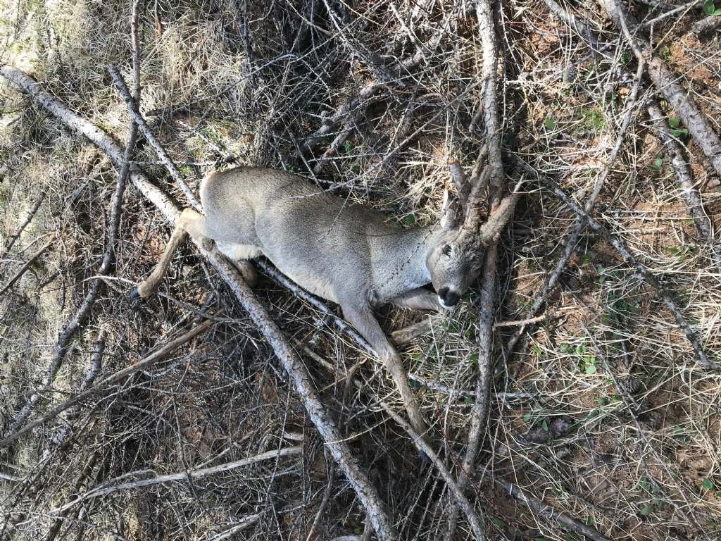 Capriolo in velluto