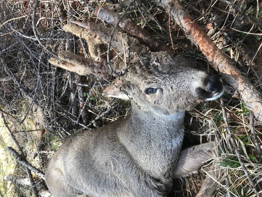 Capriolo in velluto