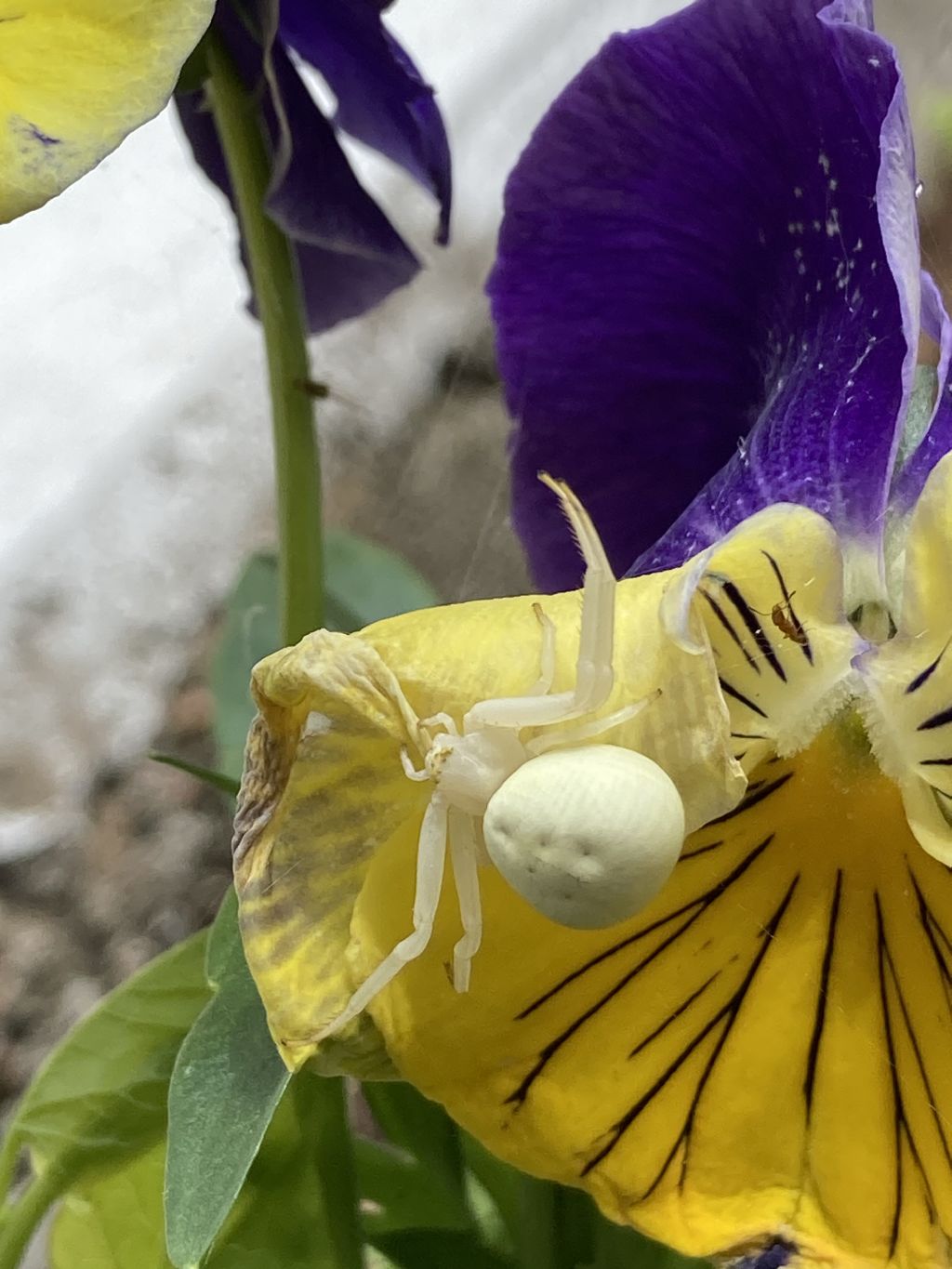 Misumena vatia - zona Canavese (TO)