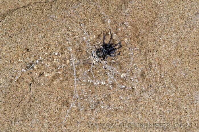 Amaurobius cf. ferox - Castel San Pietro Terme (BO)