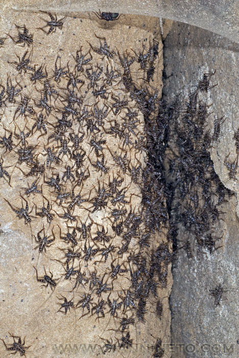 Gryllomorpha dalmatina?