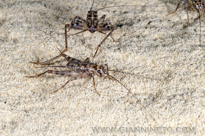 Gryllomorpha dalmatina?