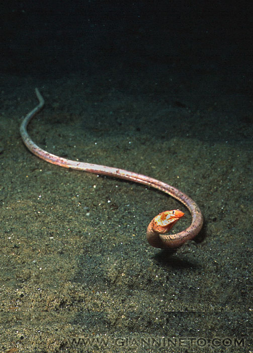 Orme di pesce misterioso sulla sabbia...(Apterichtus caecus)