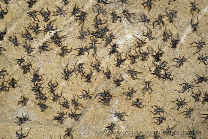 Gryllomorpha dalmatina?