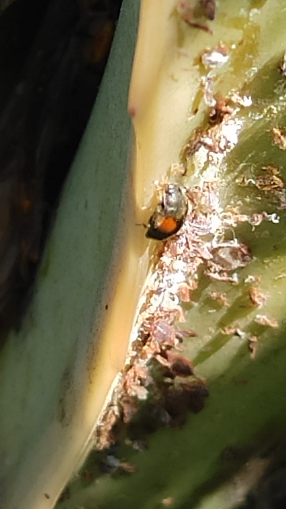 Coccinellidae - Scymnus apetzi o Scymnus interruptus? Scymnus sp. per ora.