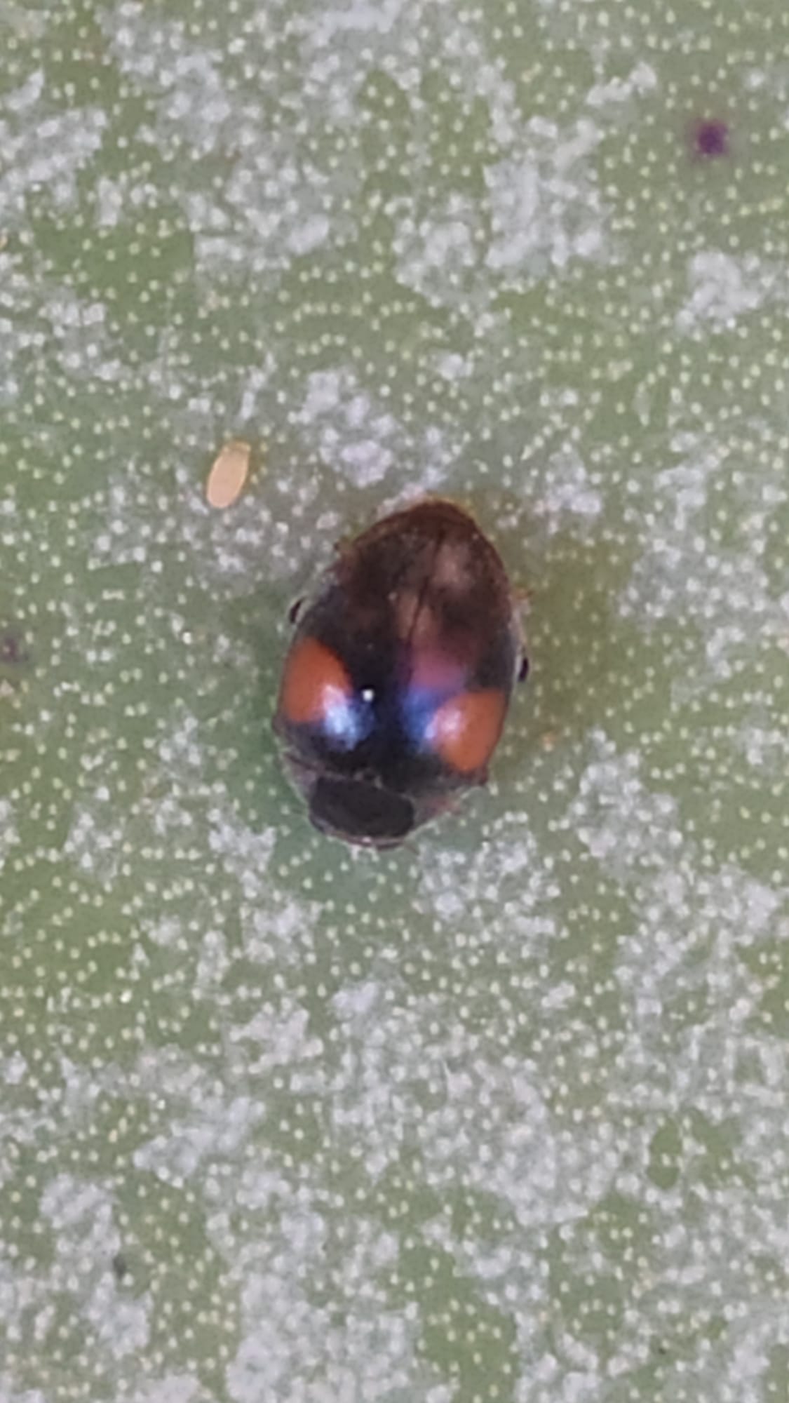 Coccinellidae - Scymnus apetzi o Scymnus interruptus? Scymnus sp. per ora.