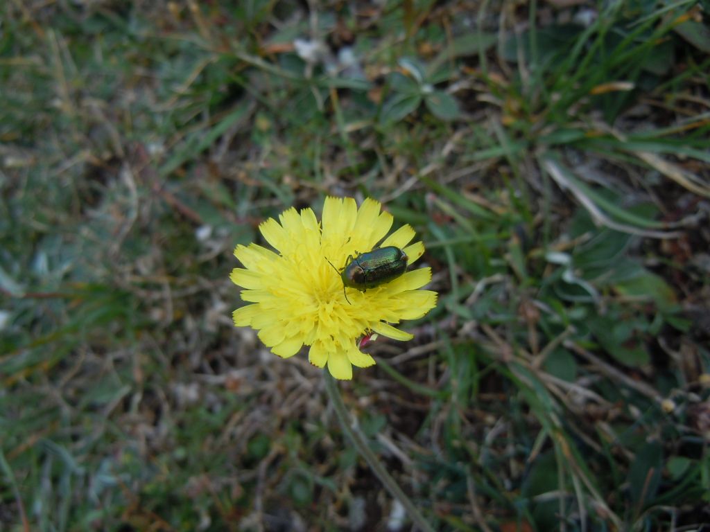 Cryptocephalus sp. del parco nazionale d''Abruzzo