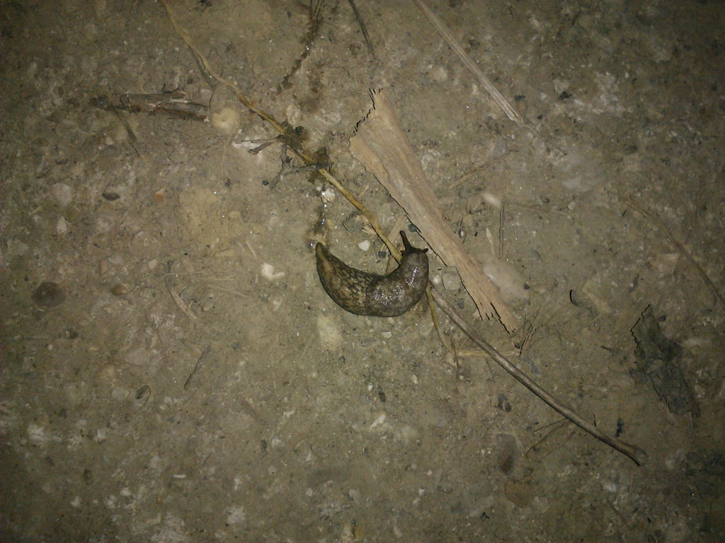 Lumacone del Valle Castellana (TE) Abruzzo