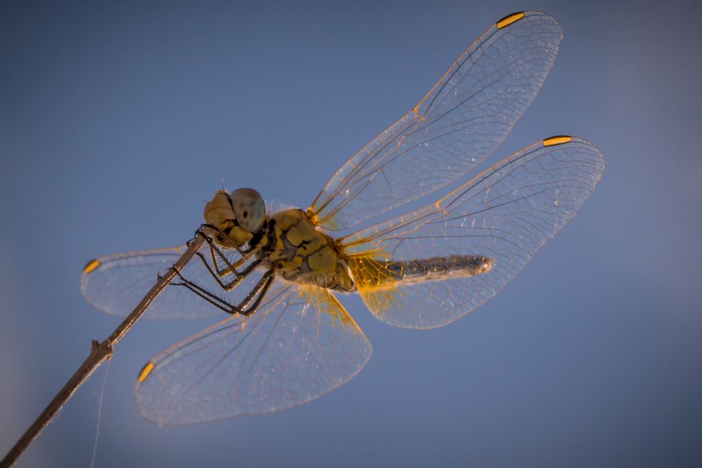femmina di Sympetrum fonscolombii