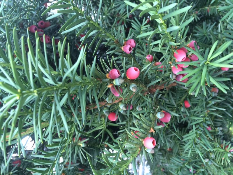 Taxus baccata / Tasso