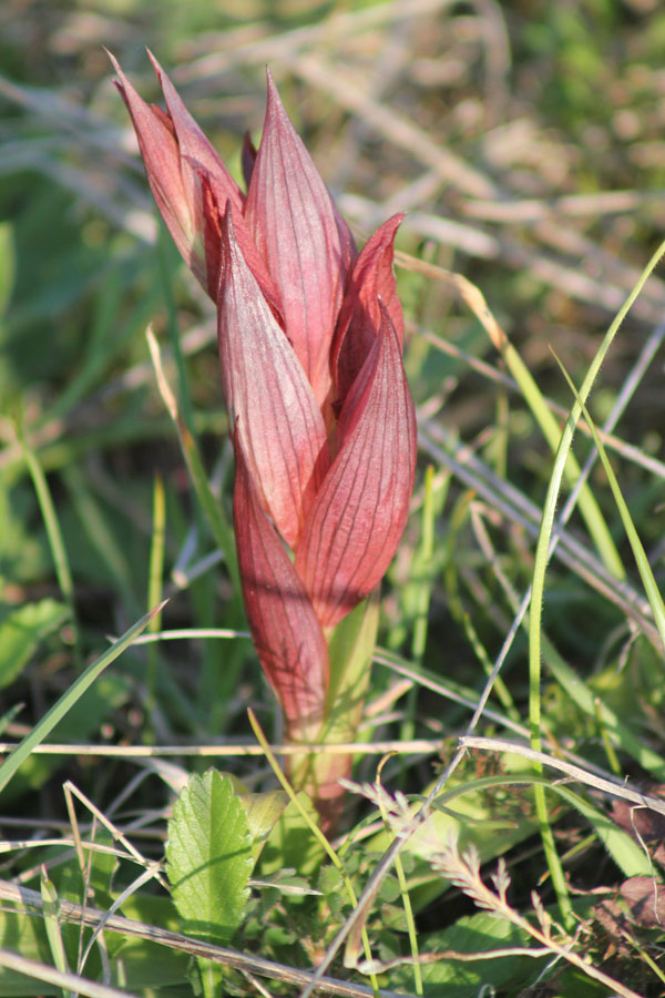 Aiutino