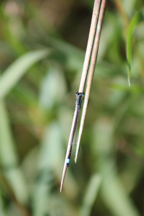 Ischnura elegans? S