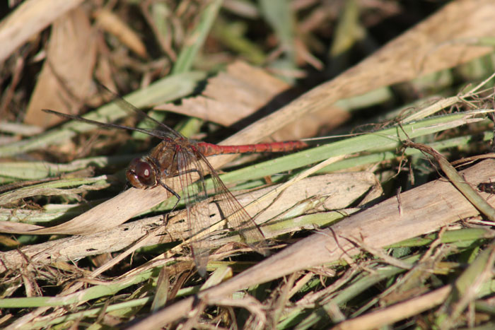 maschio di Simpetrum striolatum