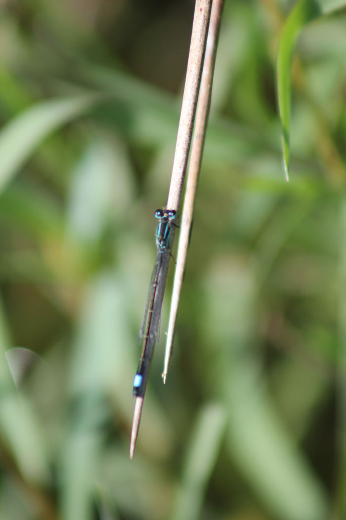 Ischnura elegans? S