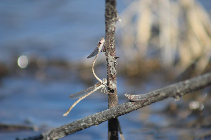 Tandem oggi: Sympecma fusca (Lestidae)