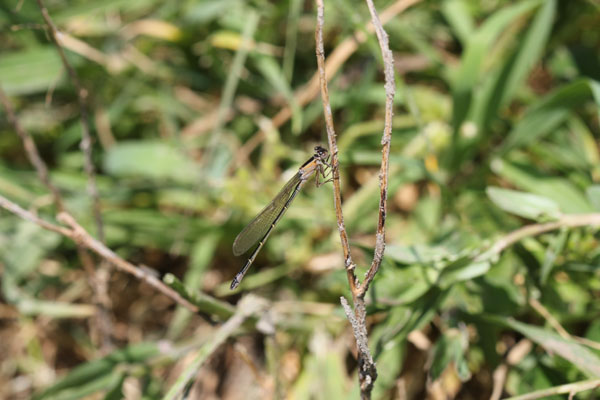 Ischnura elegans