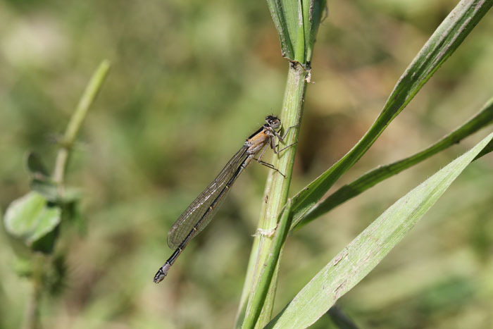 Ischnura elegans