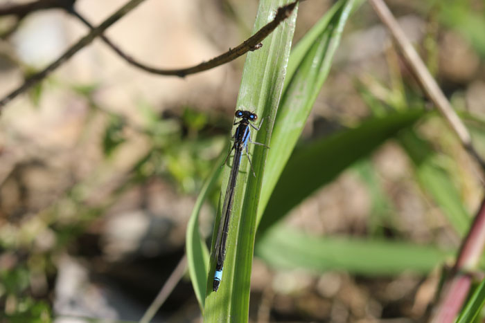Ischnura elegans
