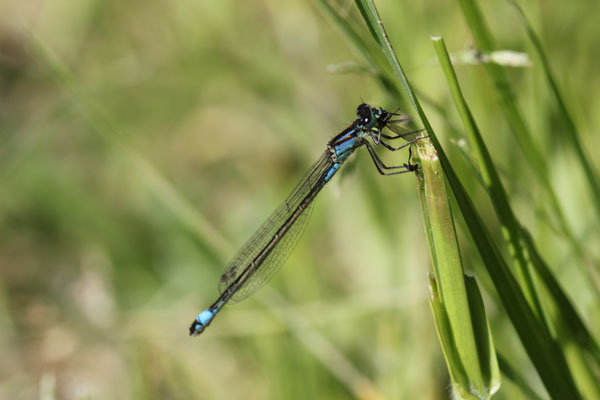 Ischnura elegans