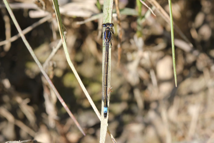 Ischnura elegans