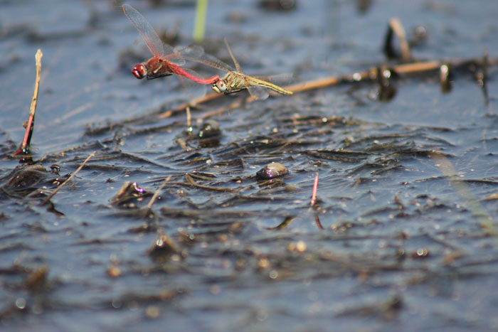 Tandem Sympetrum fonscolombii
