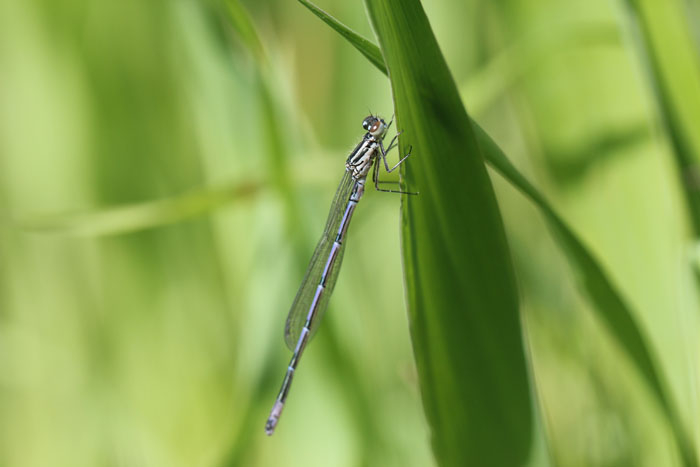 Maschio immaturo di Coenagrion puella