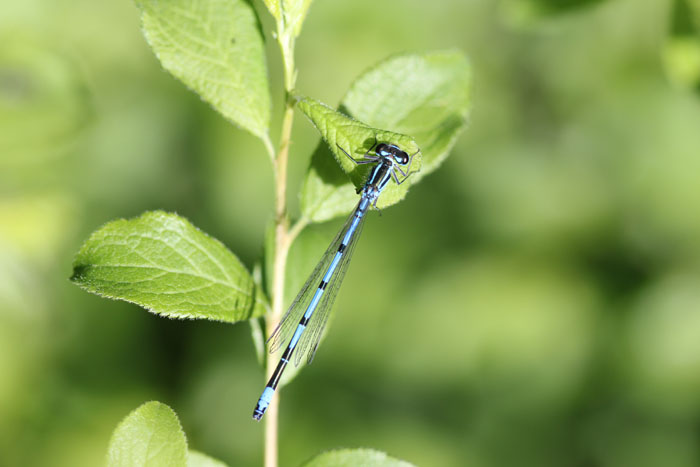 Coenagrion puella